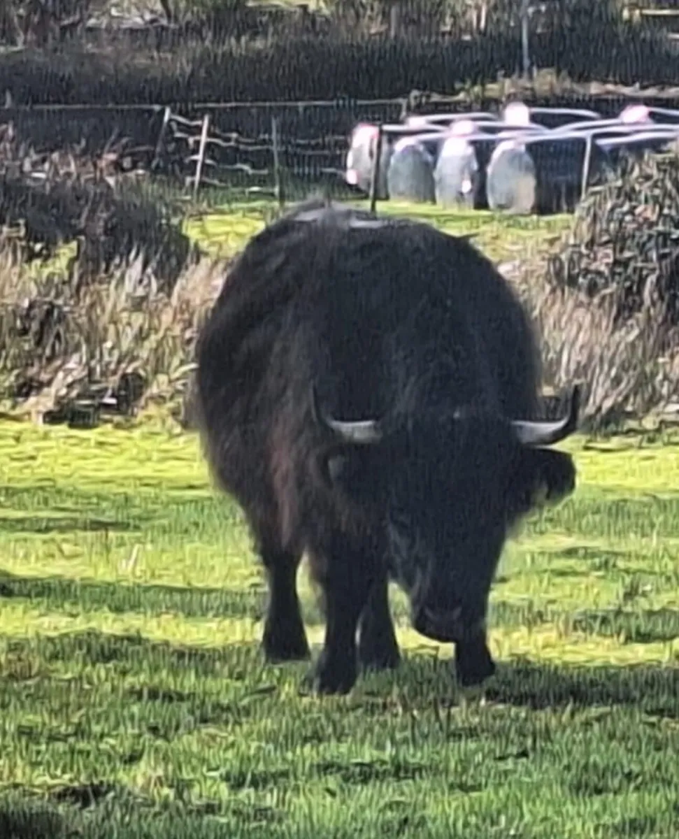Miniature Highland Herd - Image 2