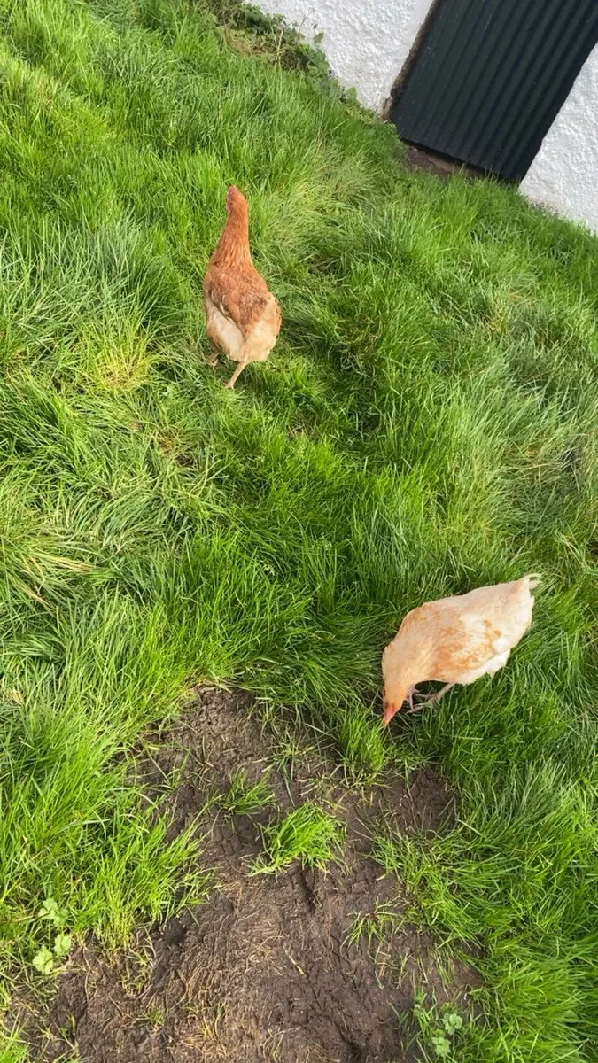 2 lovely hens for sale - Image 2