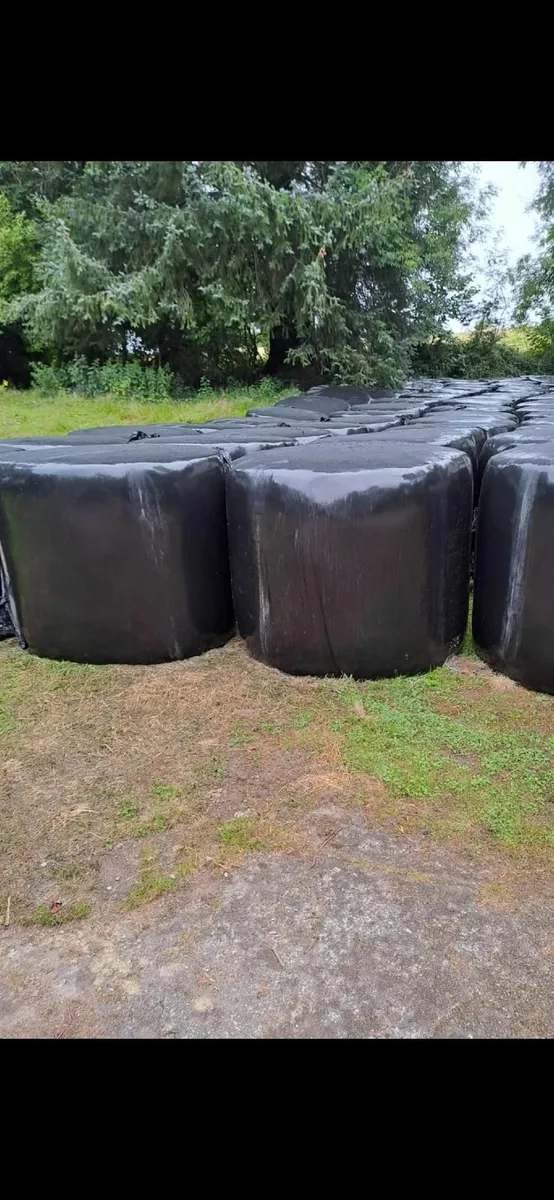 Top quality Bails of Silage - Image 2