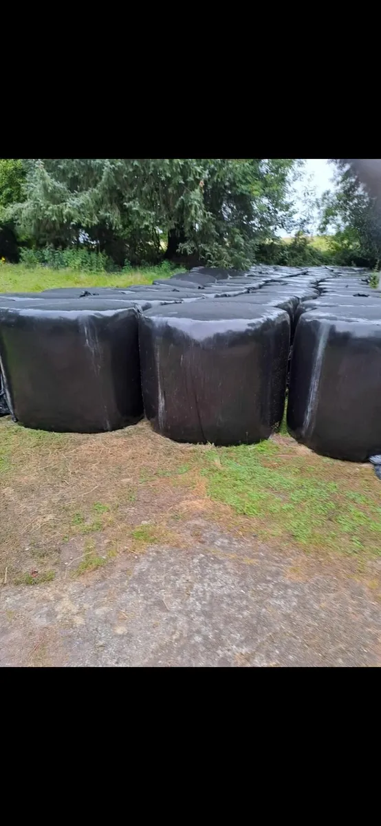 Top quality Bails of Silage - Image 1