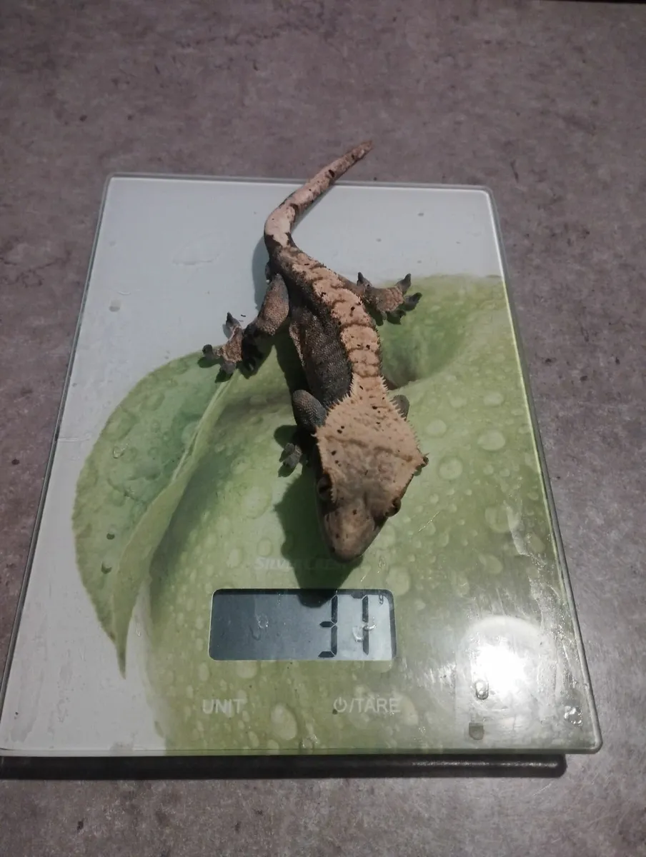 Crested gecko, male and female - Image 4