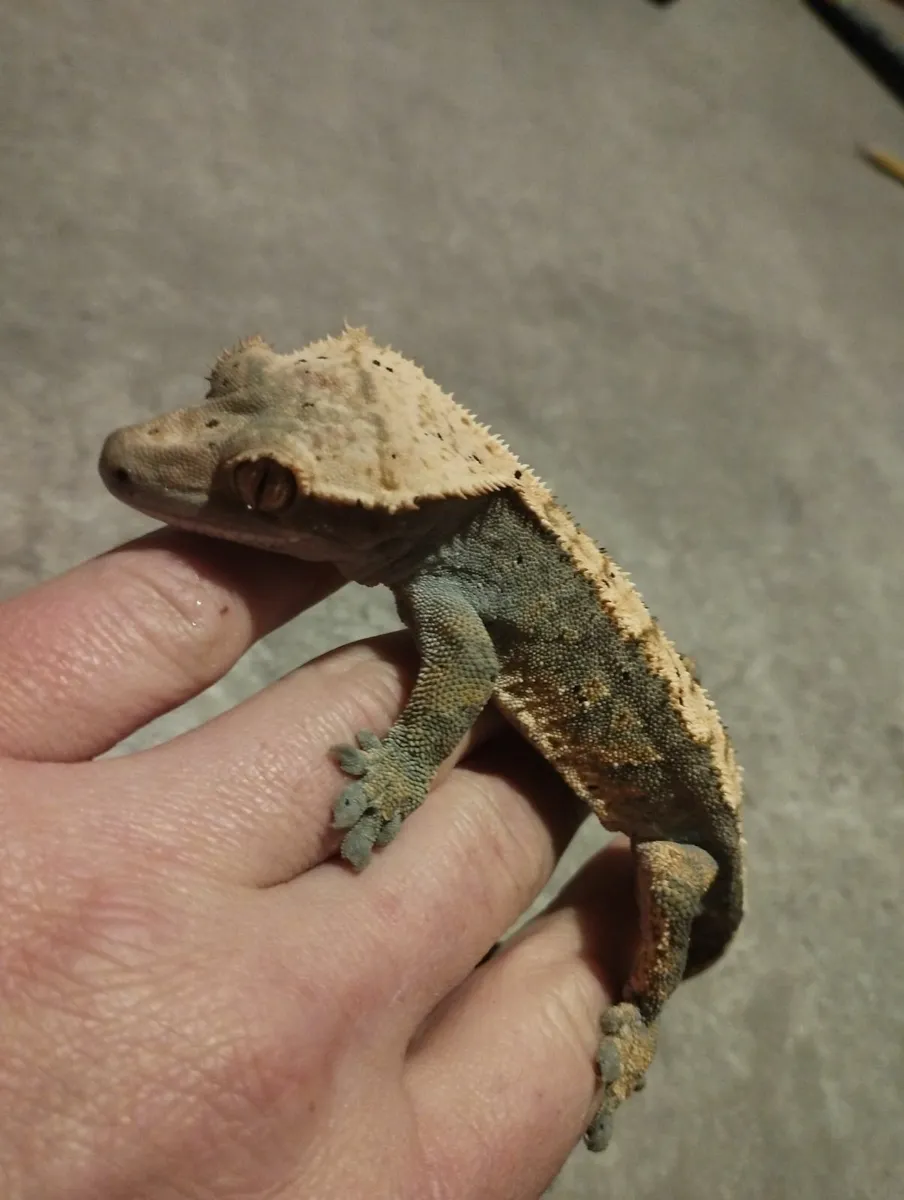 Crested gecko, male and female - Image 3