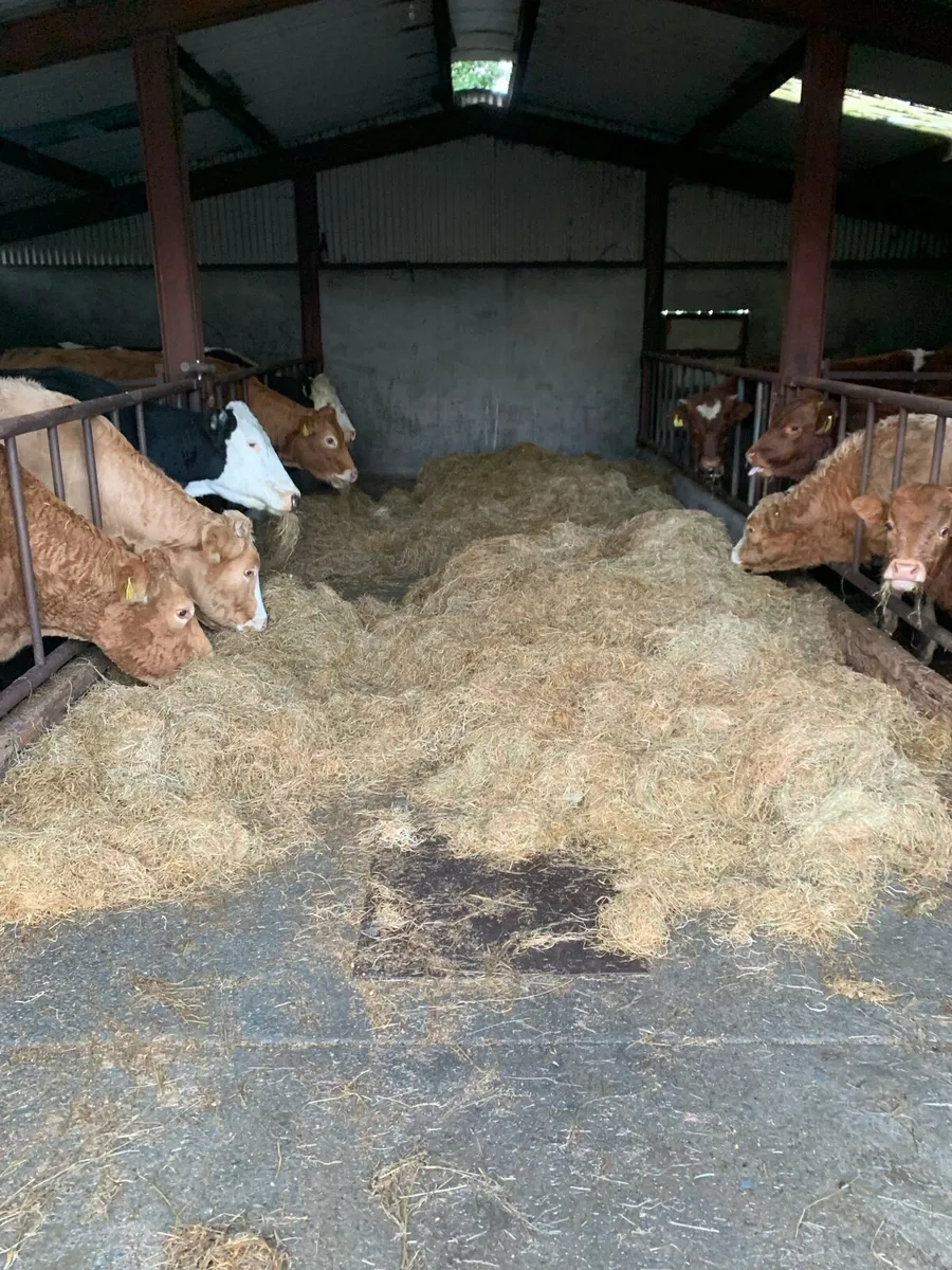 Bales of silage - Image 4