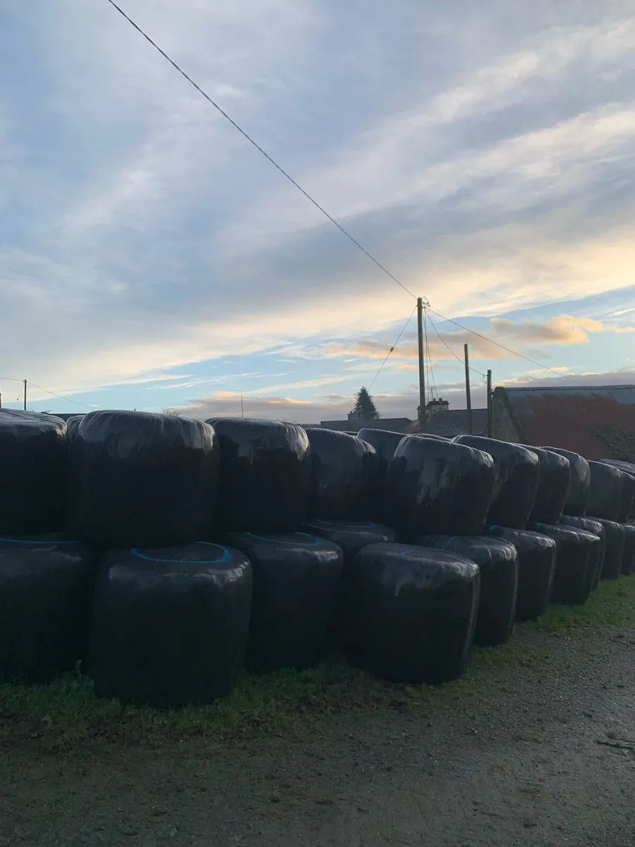 Bales of silage - Image 2