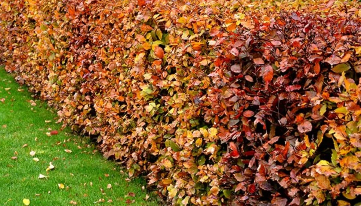 Beech hedging €1 nationwide delivery - Image 2