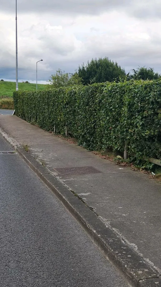 Green Beech Hedging 2ft high 1 euro - Image 4