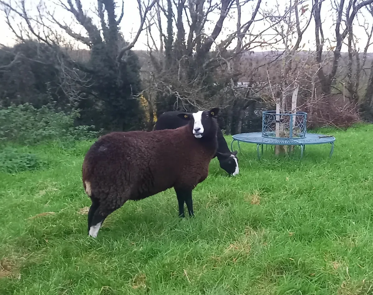 Zwartble Ewes - Image 2