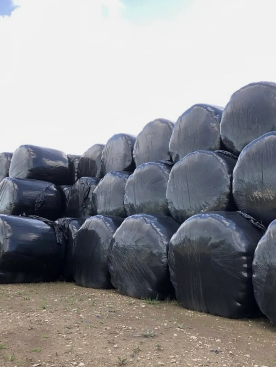 Round Bales (silage )