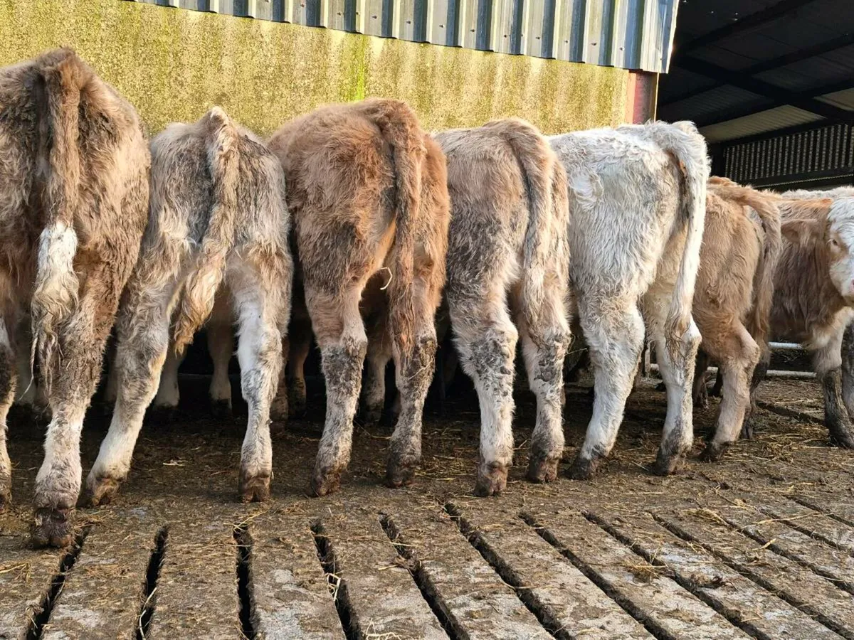 20 Super Charollais Heifer Weanlings - Image 4