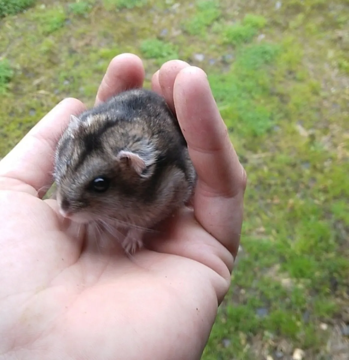 Baby Dwarf Hamsters - Image 2