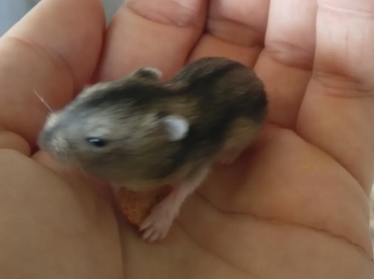 Baby Dwarf Hamsters - Image 4