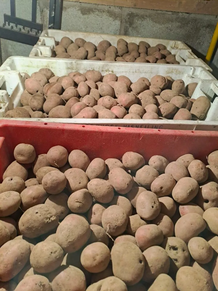 Roosters seed potatoes - Image 1