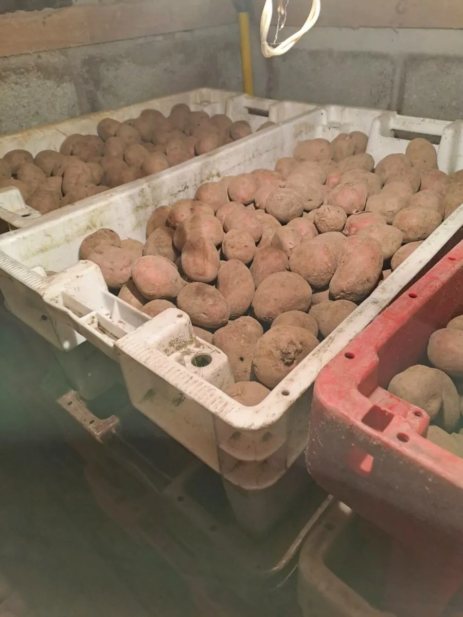 Roosters seed potatoes - Image 2