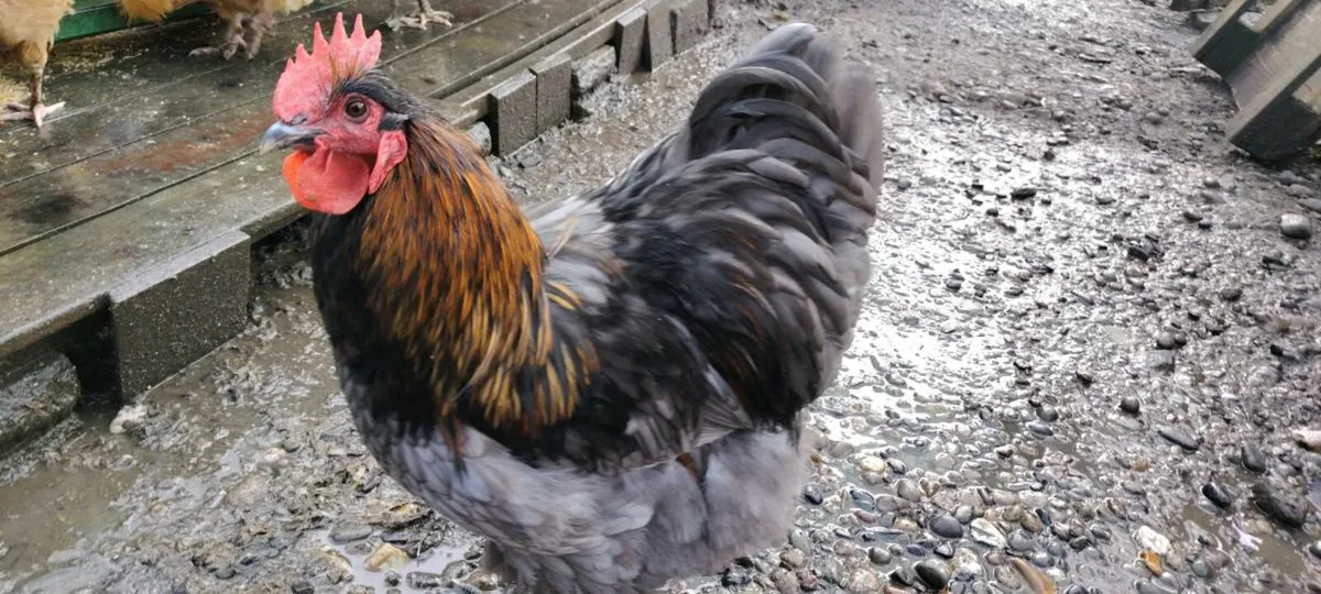 Polish chickens, wyadottes, ducks, orpingtons - Image 2