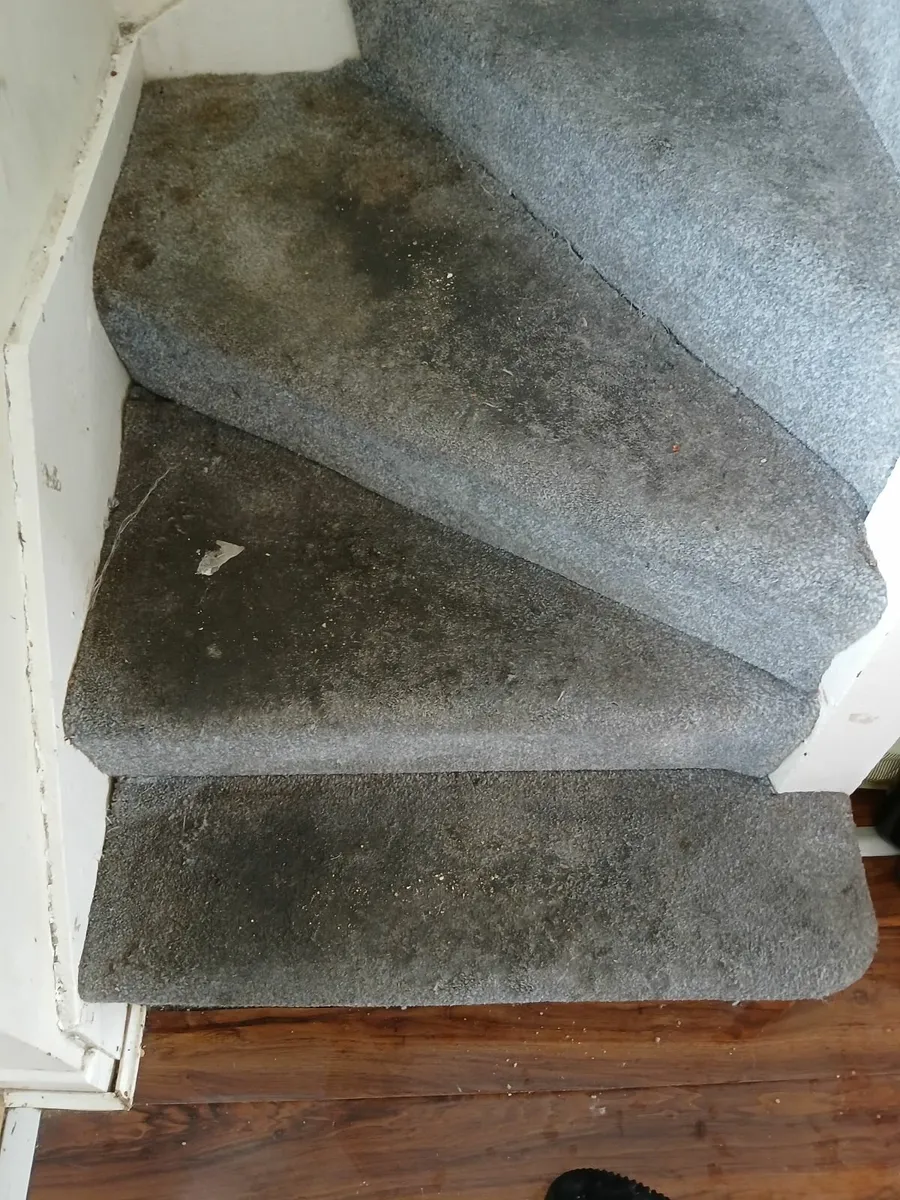 Carpet and upholstery cleaning - Image 1