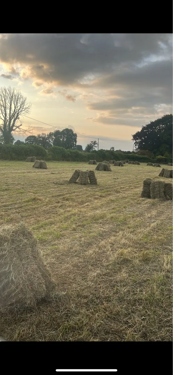 Hay Square Bales - Image 3