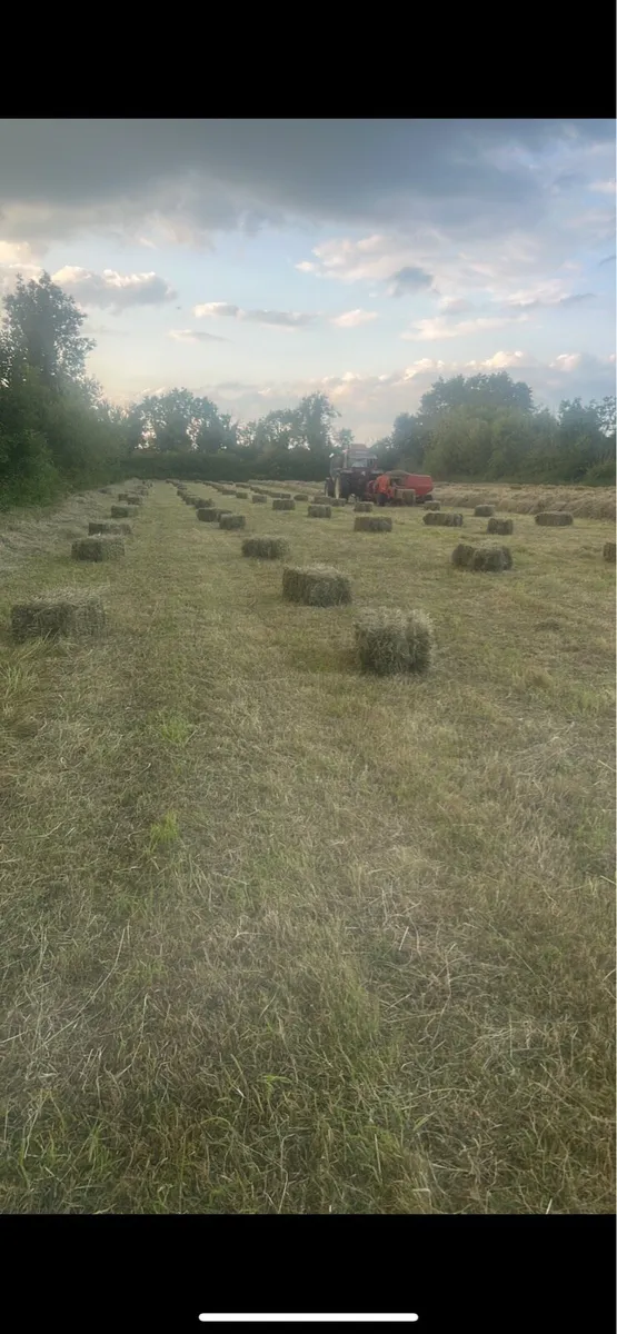 Hay Square Bales - Image 4