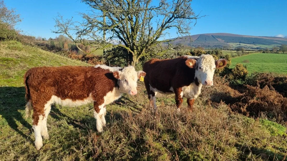 Purebred Hereford - Image 1