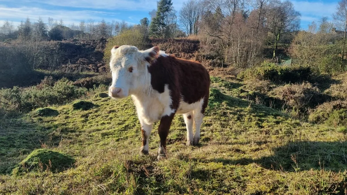 Purebred Hereford - Image 2