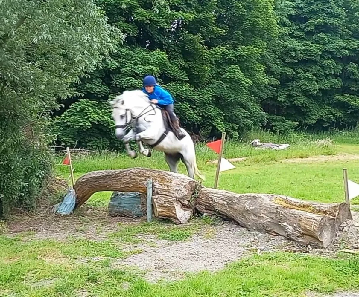 148 show jumping pony for sale - Image 3