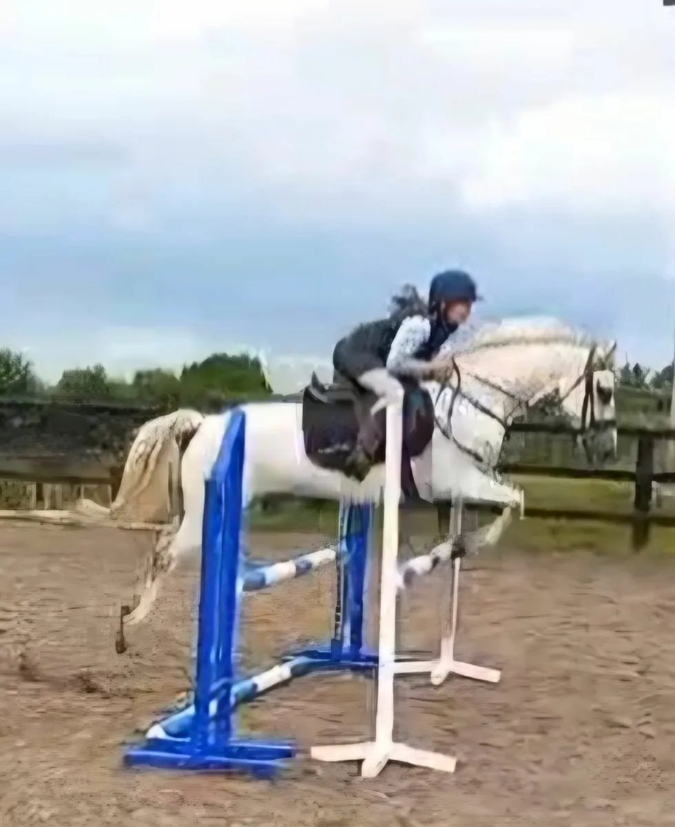 148 show jumping pony for sale - Image 4