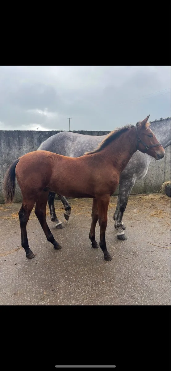 ISH Colt Foal - Image 1