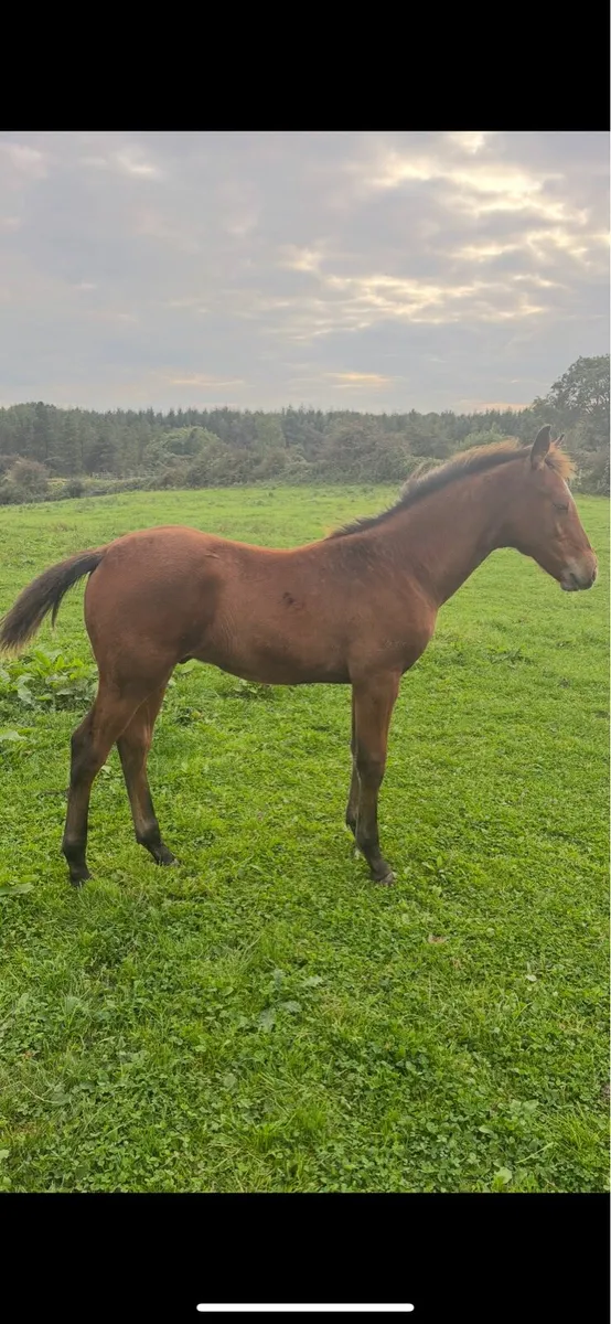 ISH Colt Foal - Image 4