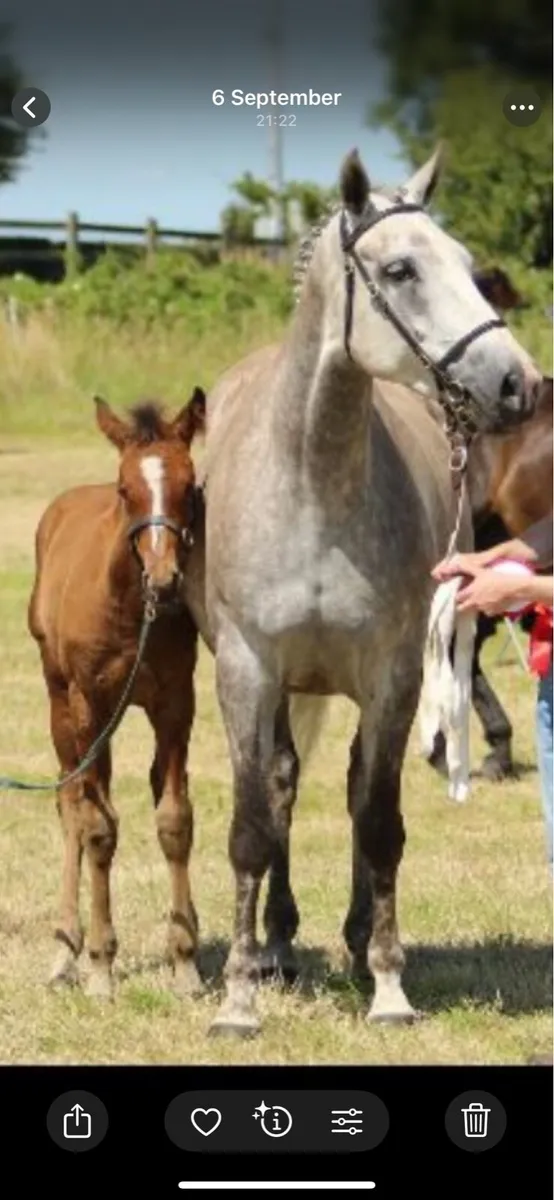 ISH Colt Foal - Image 3