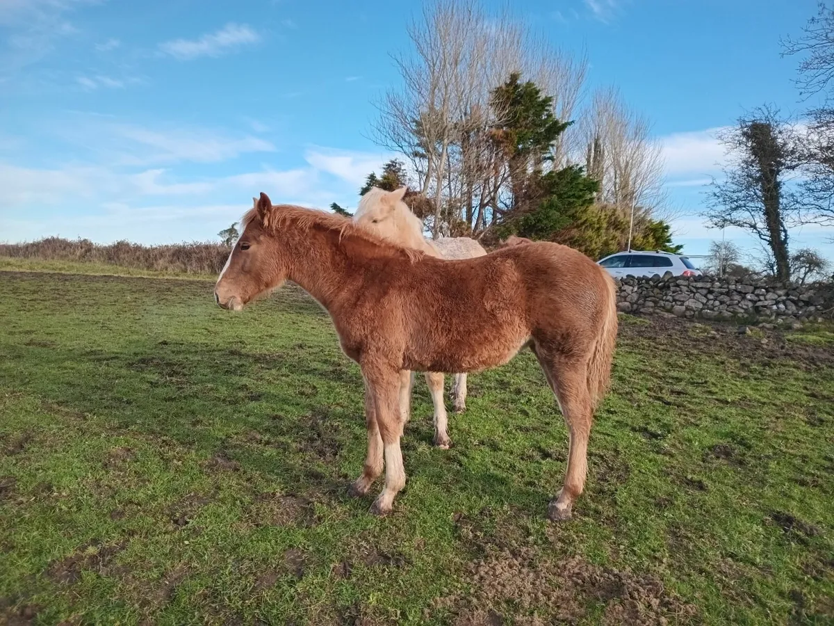 Irish draught filly foal - Image 2