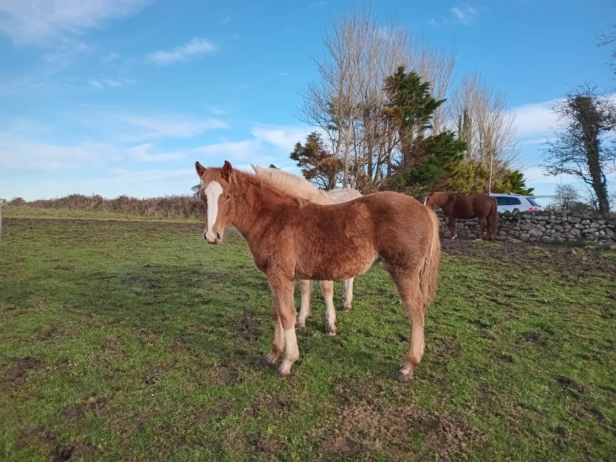 Irish draught filly foal - Image 4