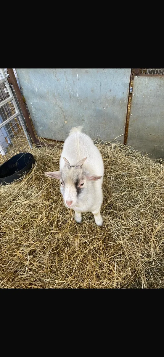 Pygmy Goats - Image 2