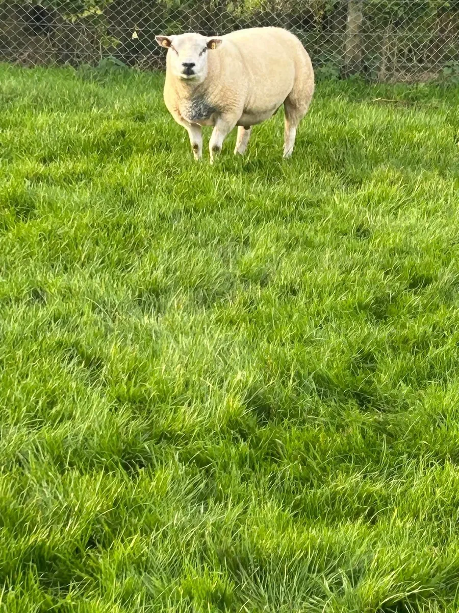 Pedigree Pure-Bred Texel Ram - Image 2