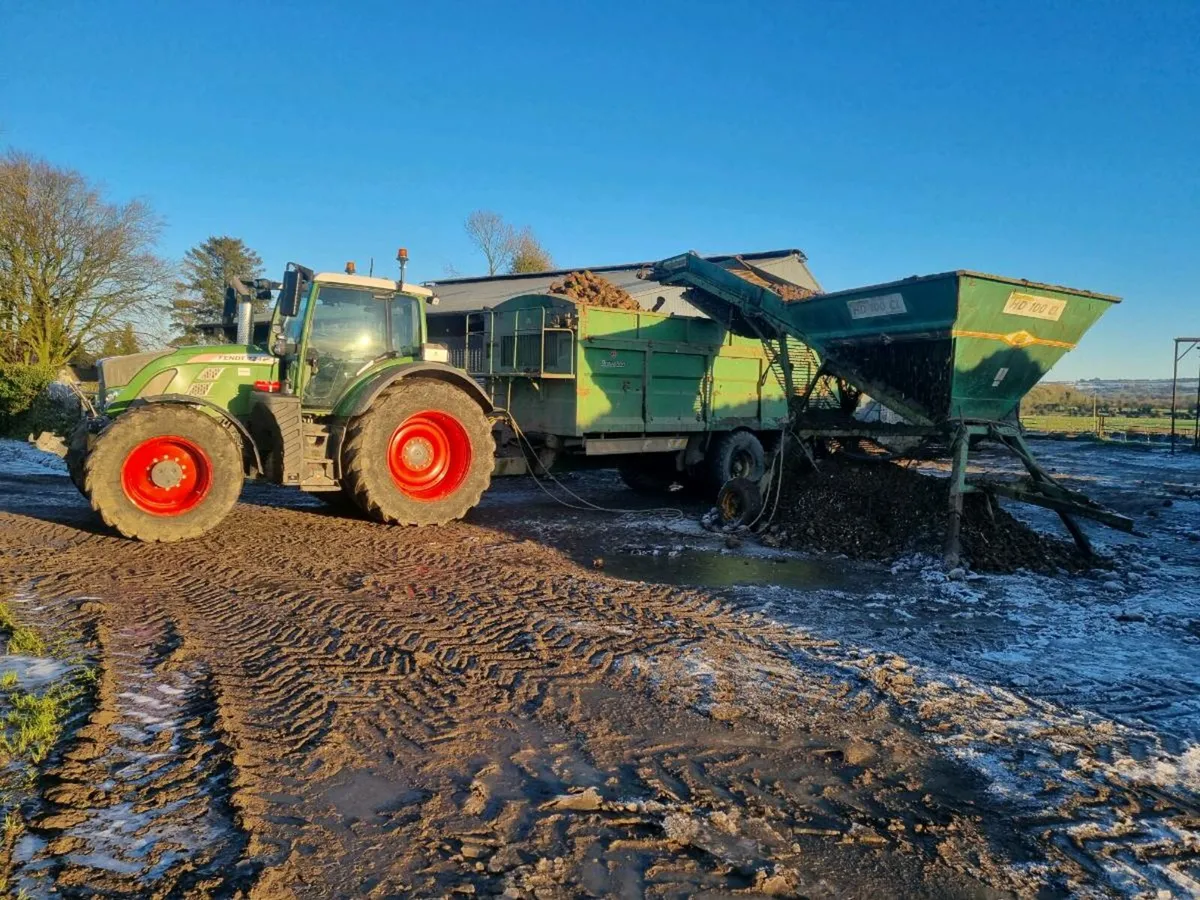 Beet for sale - Image 4