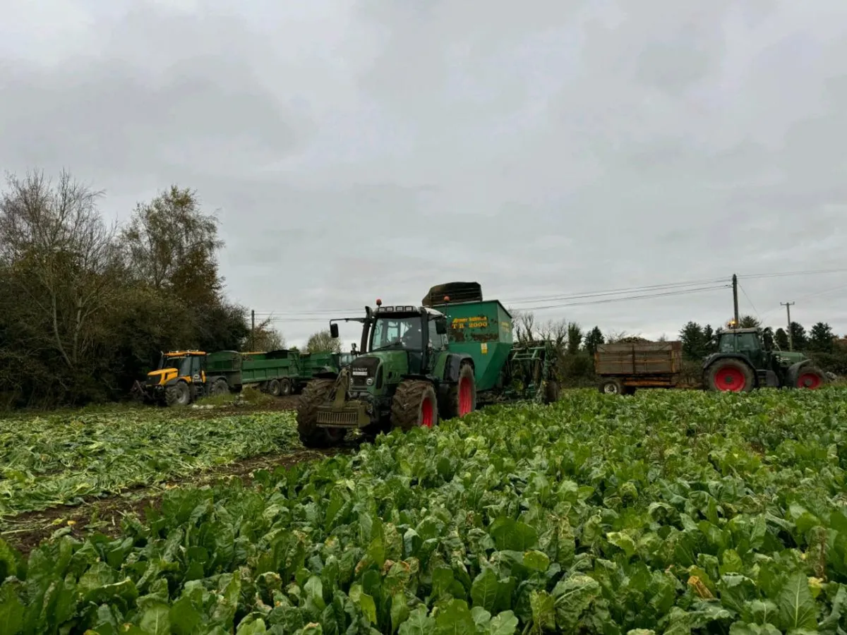 Beet for sale - Image 3