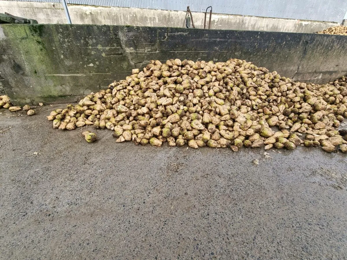 Beet for sale - Image 2