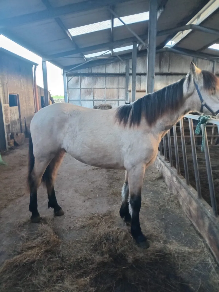 Connemara Pony - Image 3