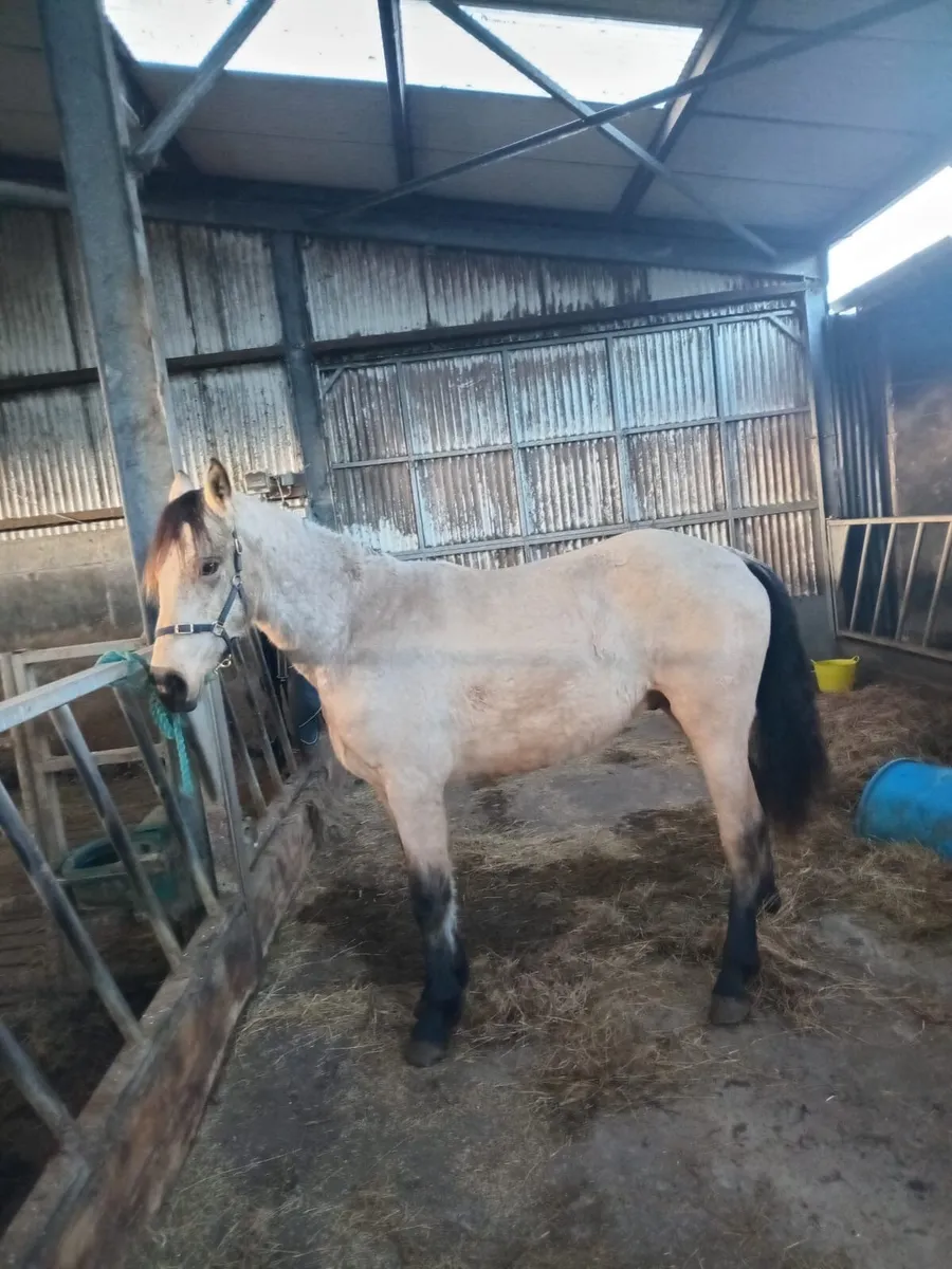 Connemara Pony - Image 1