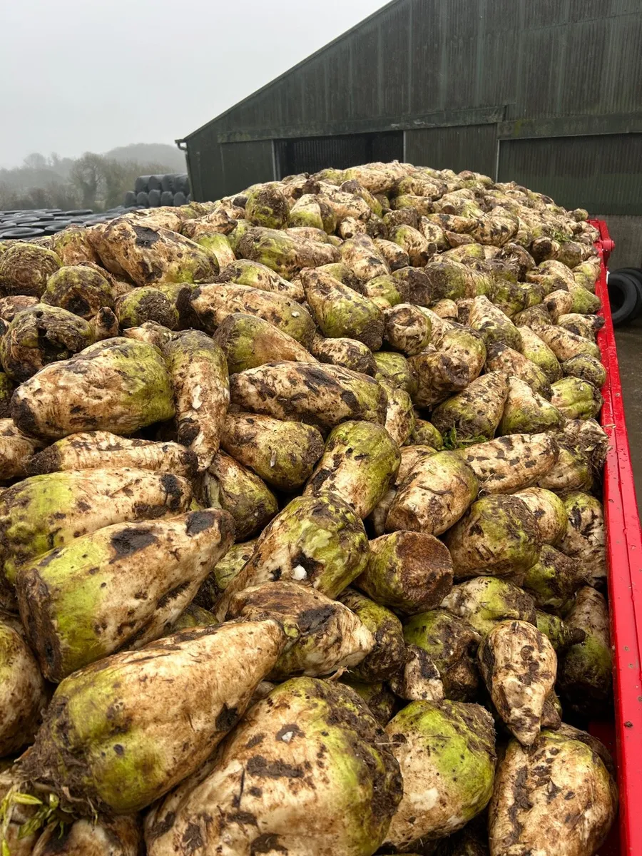 Beet Straw - Image 2