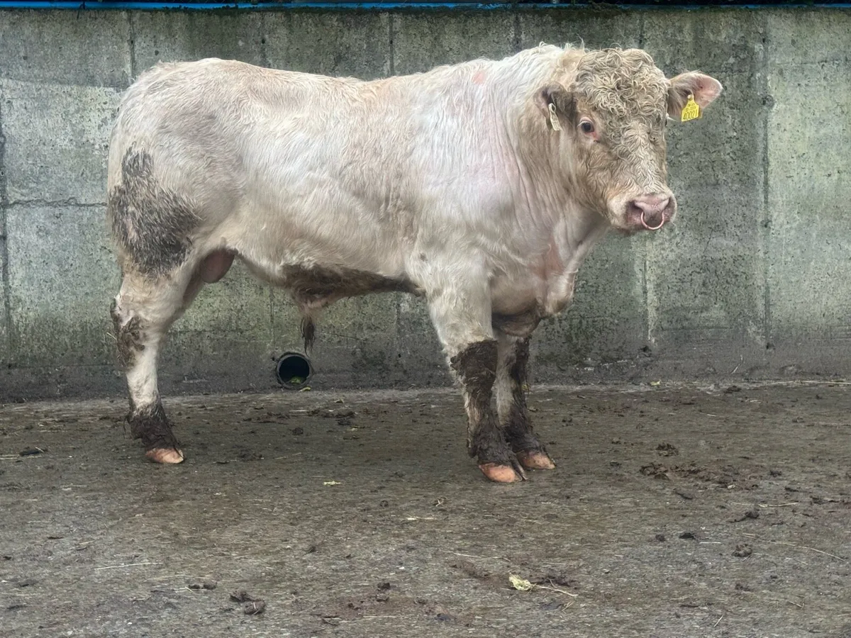 6 Charolais Pedigree Bulls - Image 4