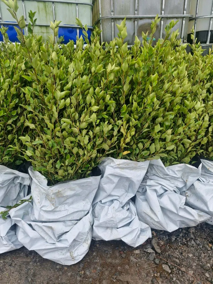 Bareroot 3 ft grisellinia for sale