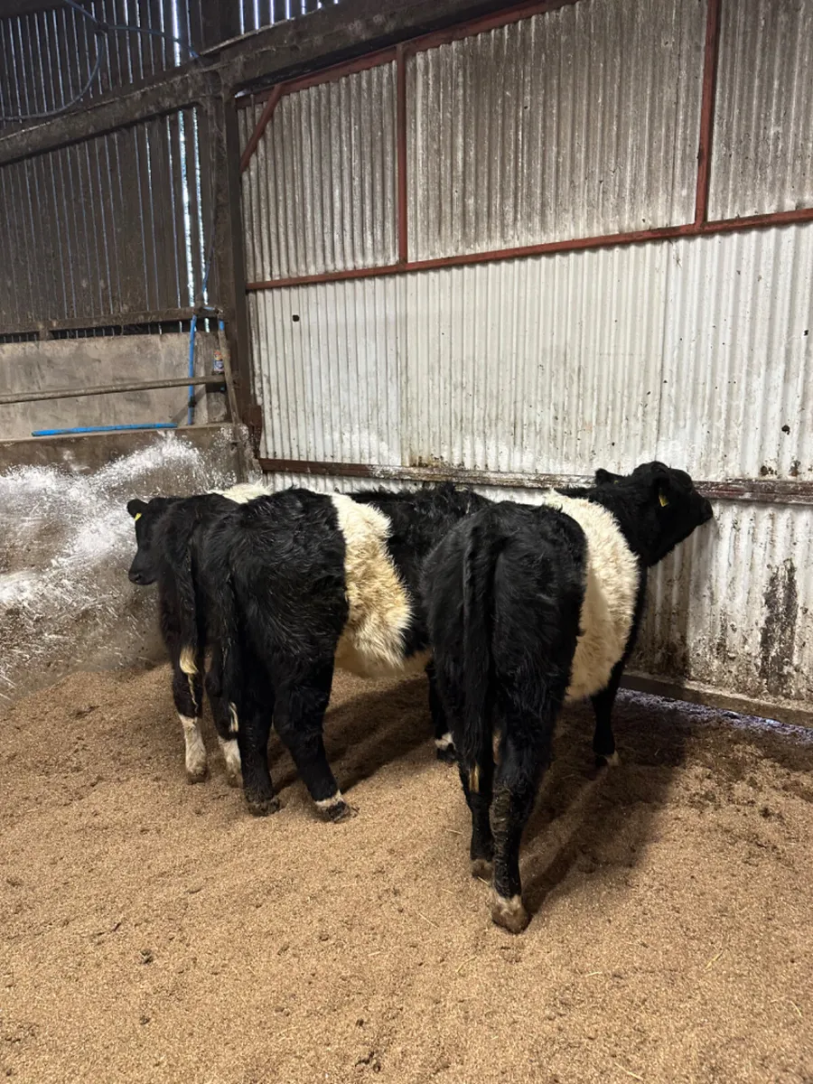Beltie heifers - Image 1
