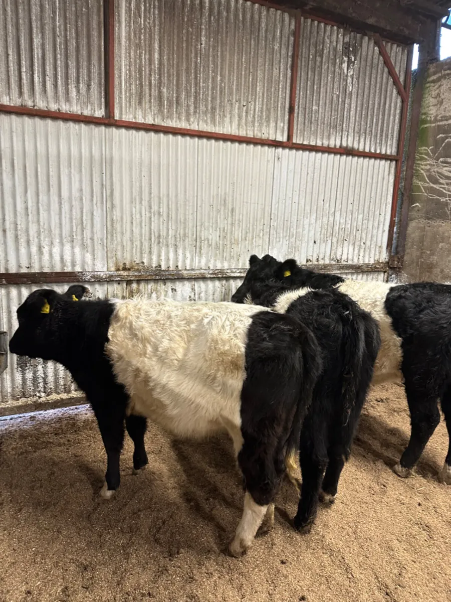 Beltie heifers - Image 4
