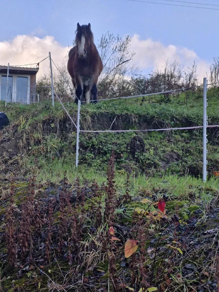 In foal mare - Image 1