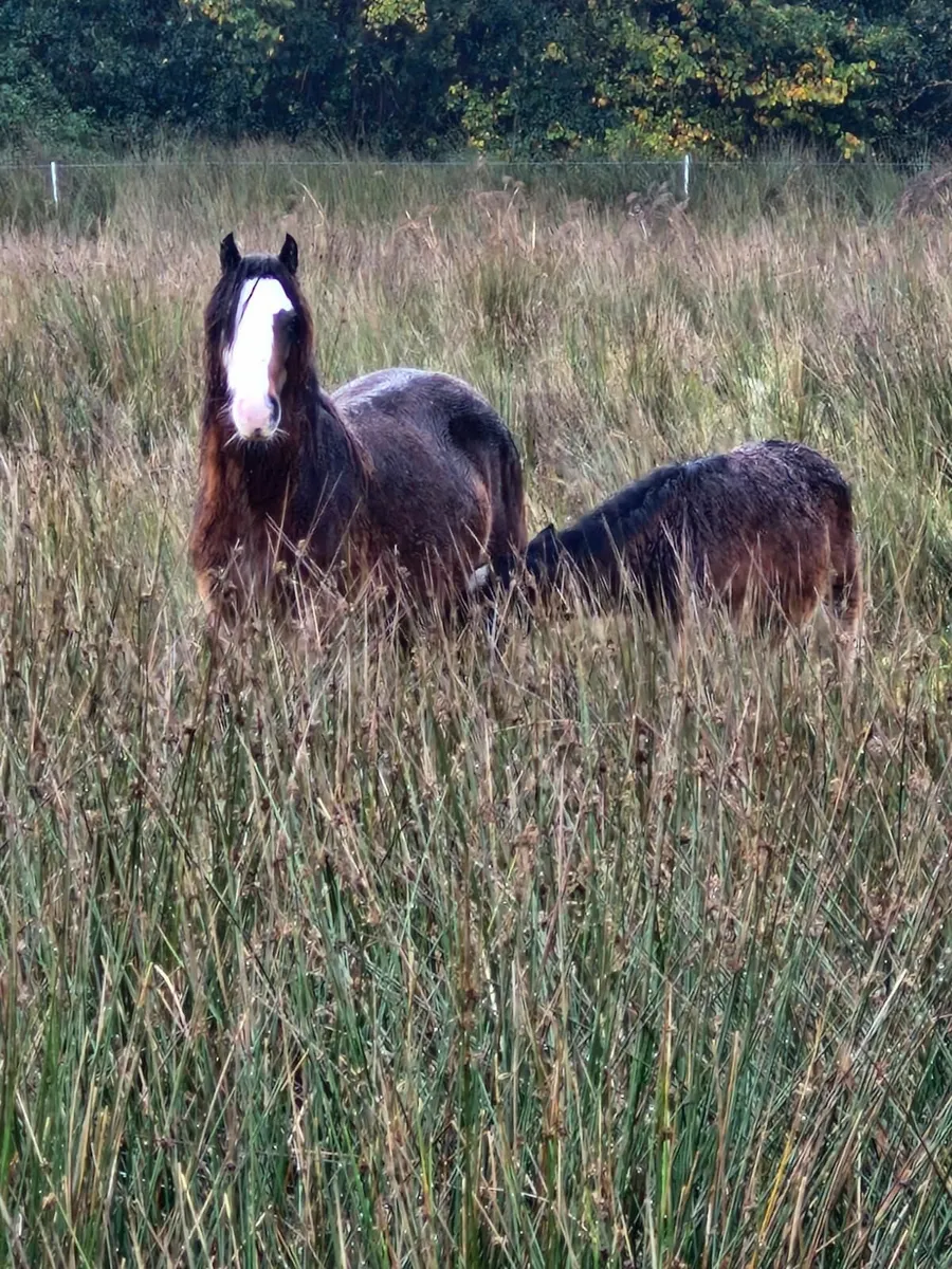 In foal mare - Image 2