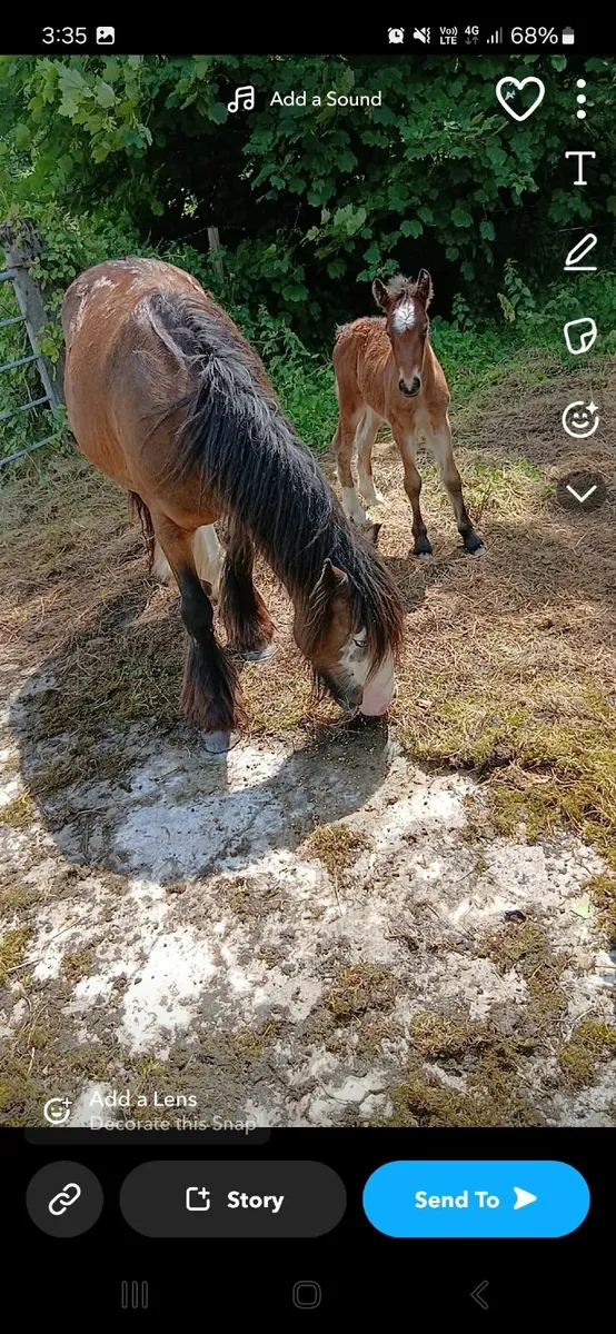 In foal mare - Image 4