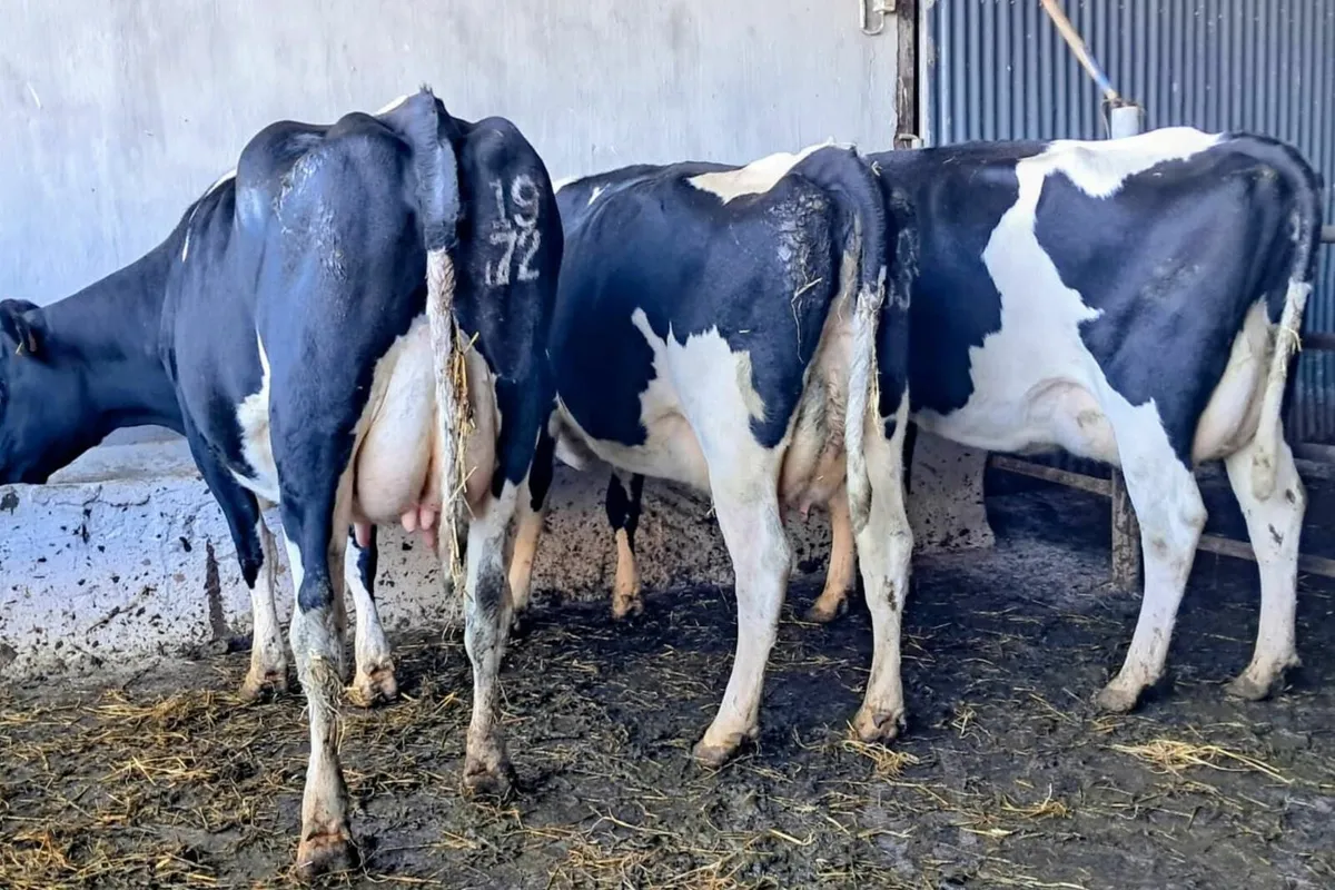 10 Autumn Freshly Calved Cows Dispersal Sale – IRL - Image 1