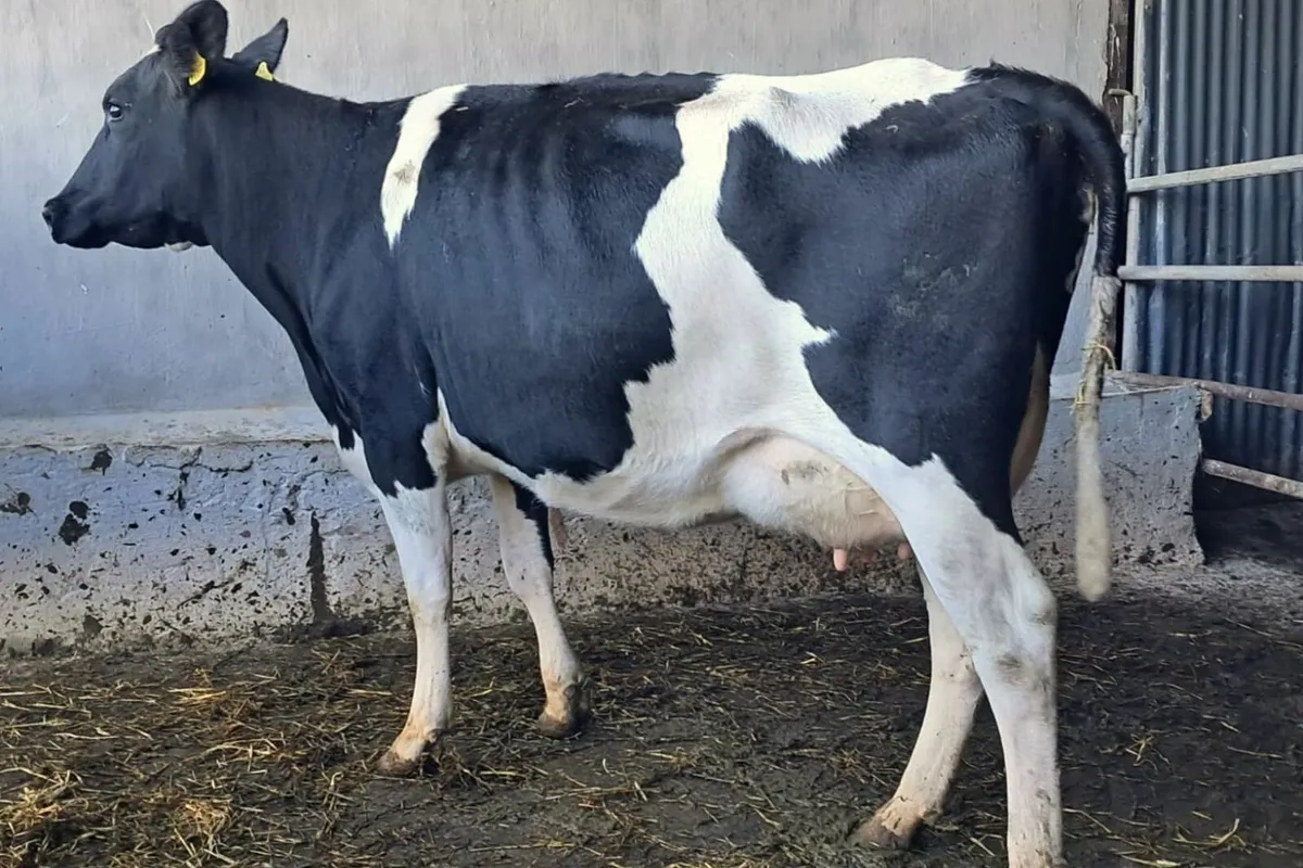 10 Autumn Freshly Calved Cows Dispersal Sale – IRL - Image 2
