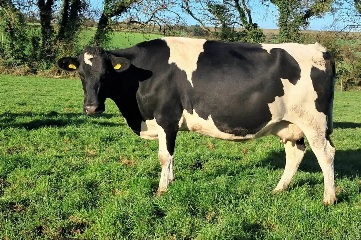 10 Autumn Freshly Calved Cows Dispersal Sale – IRL - Image 4