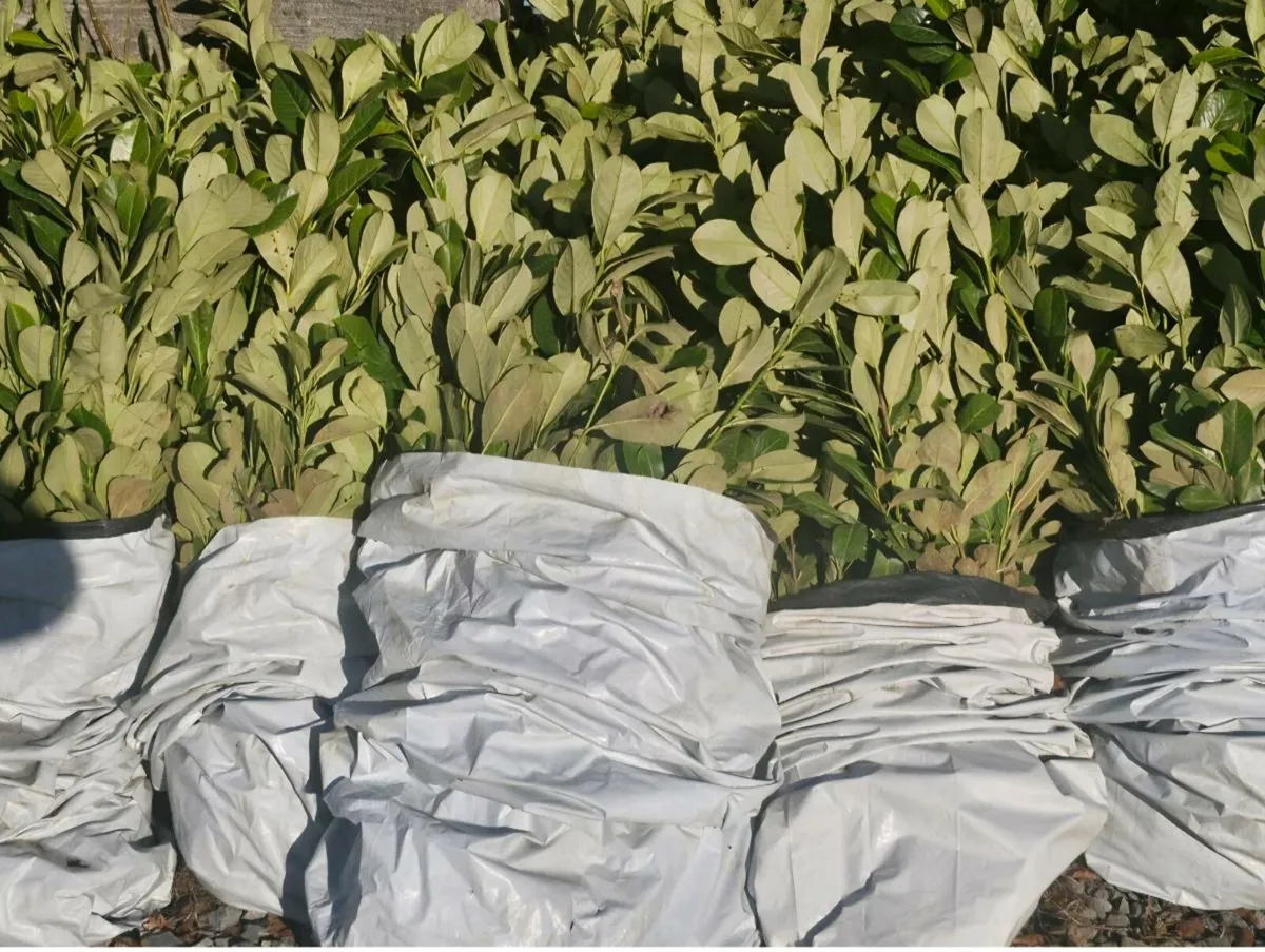 Bareroot 3 ft laurels for sale