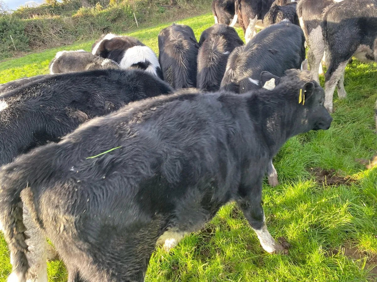 Fresian heifers - Image 3